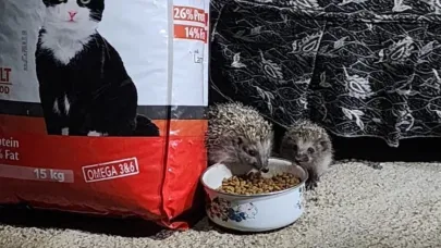 Kirpi ailesi kedilere bırakılan mamaya ortak oldu