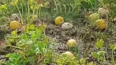 1 yıllık emeği heba olan çiftçi isyan etti