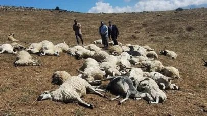 Tunceli’de sürüye yıldırım düştü: 58 koyun telef oldu