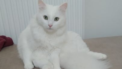 Karagöl Mahallesi'nde Kayıp Kedi Aranıyor