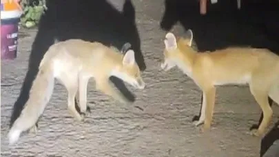 İki tilki akşamları bu evin misafiri