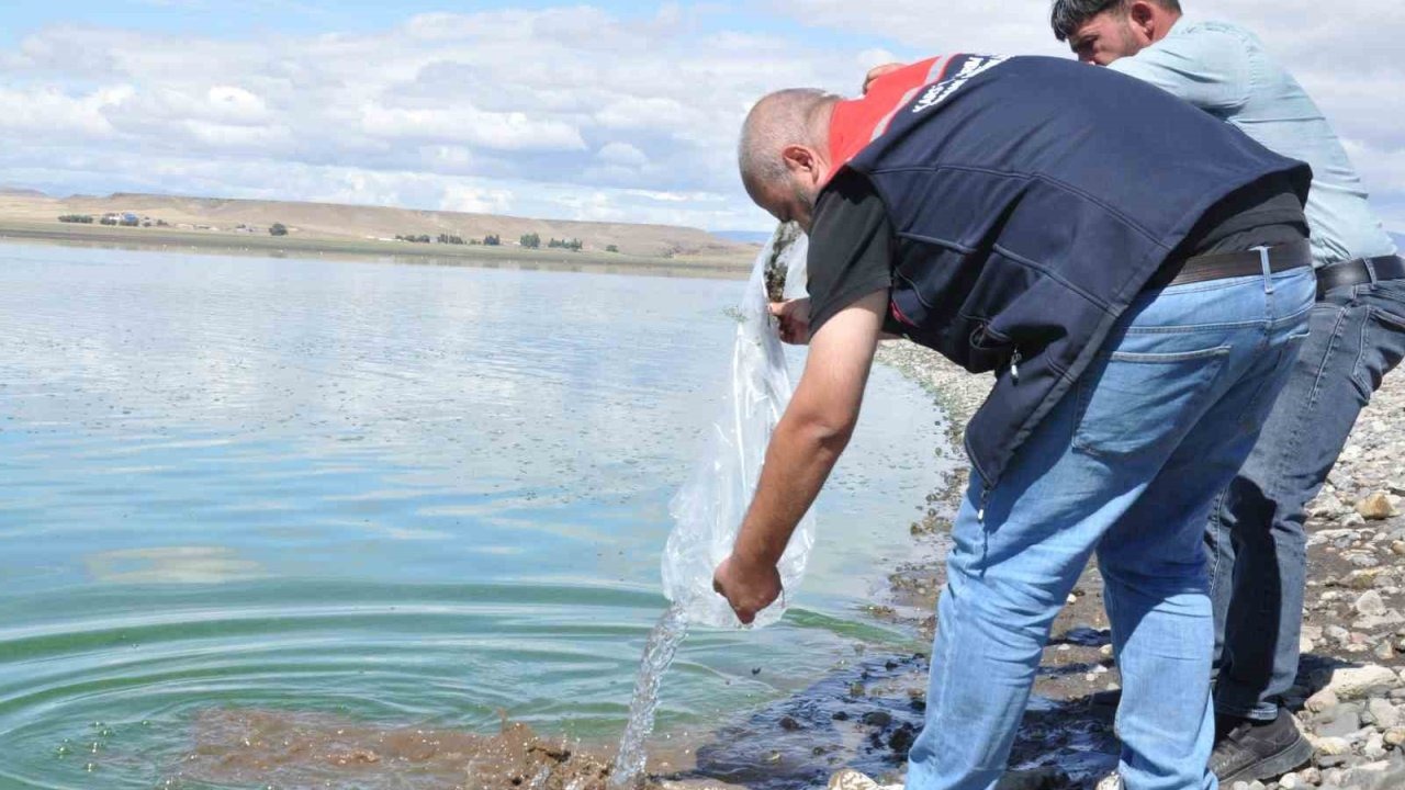 Kars göllerine binlerce sazan yavrusu bırakıldı