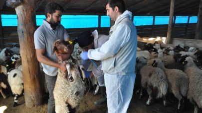 Kars’ta küçükbaş hayvanlara kayıt altına alınıyor