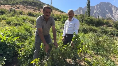 Yüksekova’da yerli üzümün merkezi: Yeşiltaş köyü