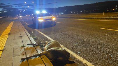 Hastane Saymanı eşeğe çarptı: Hayvan telef oldu, araçta maddi hasar oluştu