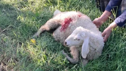 Erzincan’da başıboş sokak köpekleri 6 kuzuyu telef etti