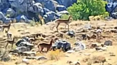 Sürü halindeki yaban keçileri görüntülendi