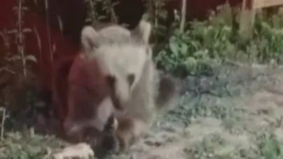 Dumanlı Parkında karnını doyuran ayı görüntülendi