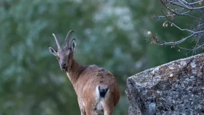 Dağ keçileri Munzur Dağlarına güzellik katıyor