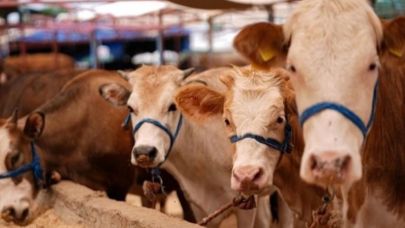 Şap kırdı geçti: çiftçi borç kıskacına düştü!