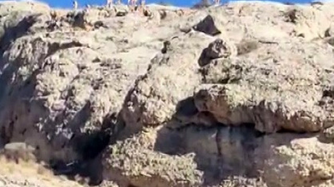 Dağlık alanda yaban keçisi sürüsü görüntülendi