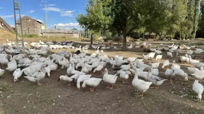 Kars’ta kazlar kesime hazırlanıyor: Sofralık lezzet için geri sayım başladı