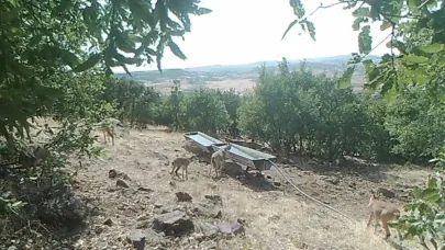 Elazığ’da dağ keçilerinin sıvatlardan su içmesi fotokapanlara yansıdı