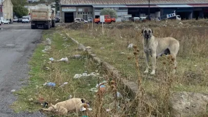 Yavrusu yaralanan anne köpek yürek burktu
