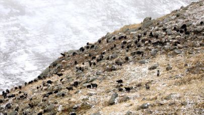 küçükbaş hayvan sürüleri kar yağışına hazırlıksız yakalandı