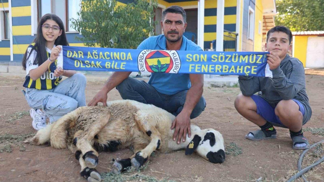 Fenerbahçe’nin makus tarihi değişsin diye, adadıkları hayvanı kestiler