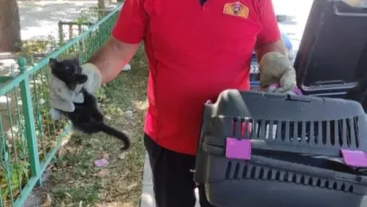 Otomobilin kaputuna sıkışan kedi kurtarıldı