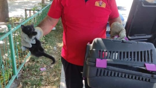 Otomobilin kaputuna sıkışan kedi kurtarıldı