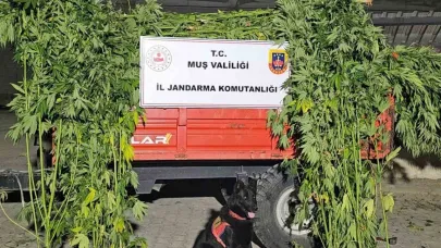 Muş’ta kenevir operasyonu: 2 gözaltı