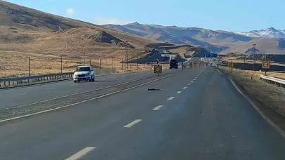 Araçların çarptığı 2 tilki, 1 kartal ve 1 tavşan telef oldu