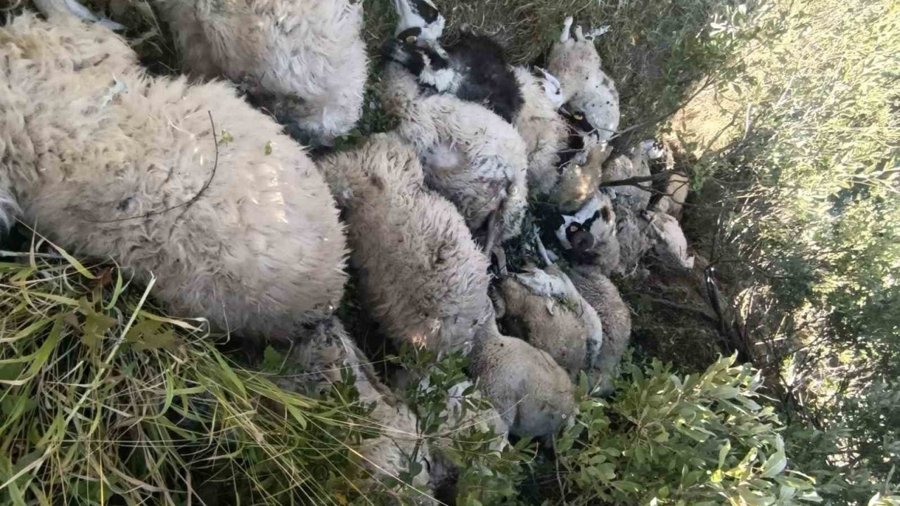 Tunceli’de koyun izdihamı: 29 hayvan telef oldu