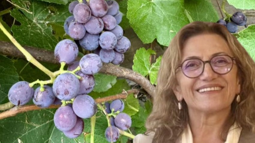 Kadın avukat tarımda yeni bir yol açtı… Yetişmez denilen üzümü bahçesinde üretti