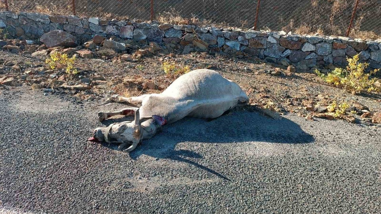 Otomobilin çarptığı at telef oldu