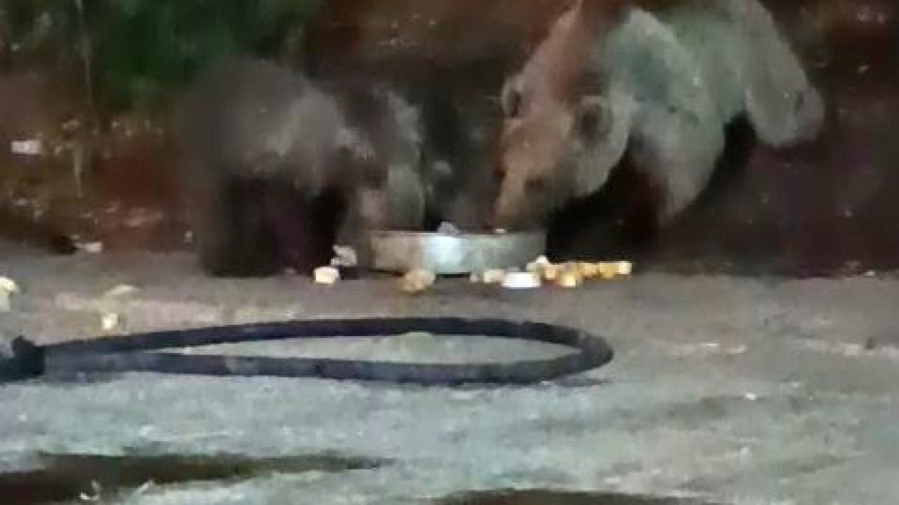 Anne ayı yavrularını da alıp geldi, karnını doyurdu