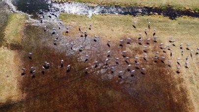 Göç eden turnalar Erzurum’da objektiflere yansıdı