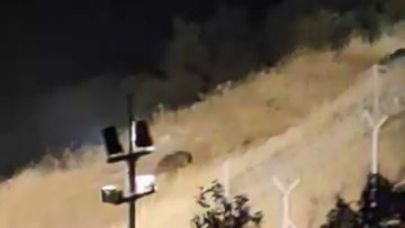 Elazığ’da ayılar kış uykusu öncesi yiyecek ararken görüntülendi