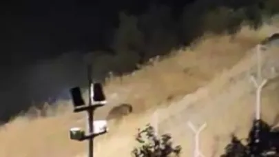Elazığ’da ayılar kış uykusu öncesi yiyecek ararken görüntülendi