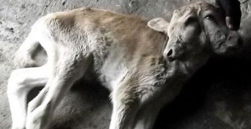 Göle'de Çift başlı buzağı şaşırtıyor!