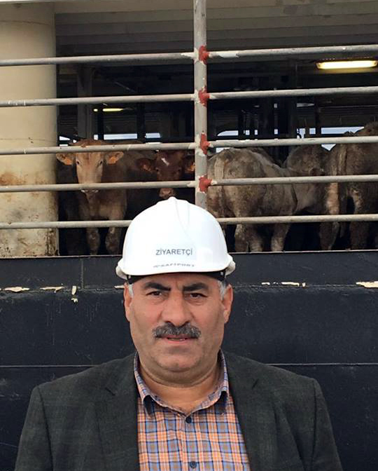 Morkoçlardan Et ve Süt  Kurumuna kasaplık sığır