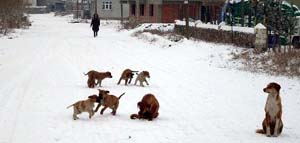 Sokak köpekleri eğitime karşı