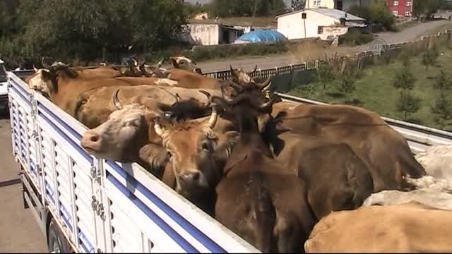 Ardahan'dan Kurbanlık Sevkiyatı