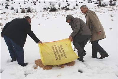 Ardahan'da kuşlar için doğaya yem bırakıldı