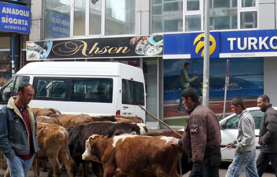 Ardahan'da yeni hayvan pazarı faaliyete girdi