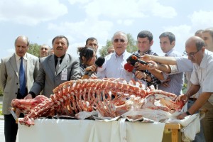 CHP'nin iktidarı ineklere bağlı!...