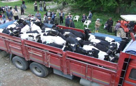 Ardahan'dan Batıya Kurbanlık Sevkiyatları Başladı