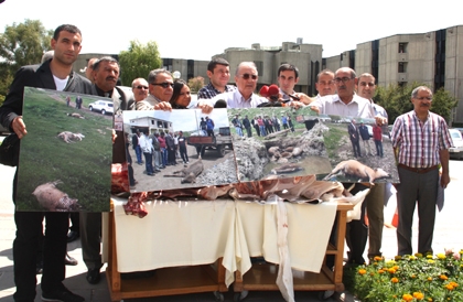 Bakanlık: ŞAP'tan hayvanların öldüğü yalandır!