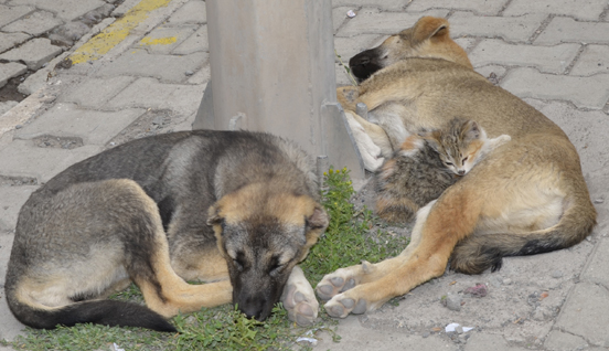 Köpek, yavru kediye annelik yapıyor
