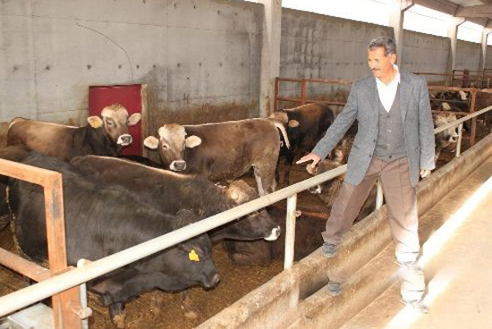 Ardahanlı besiciler zorda