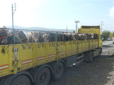 Kurbanlıklar Önce İlaçlandı, Sonra Yola Koyuldu