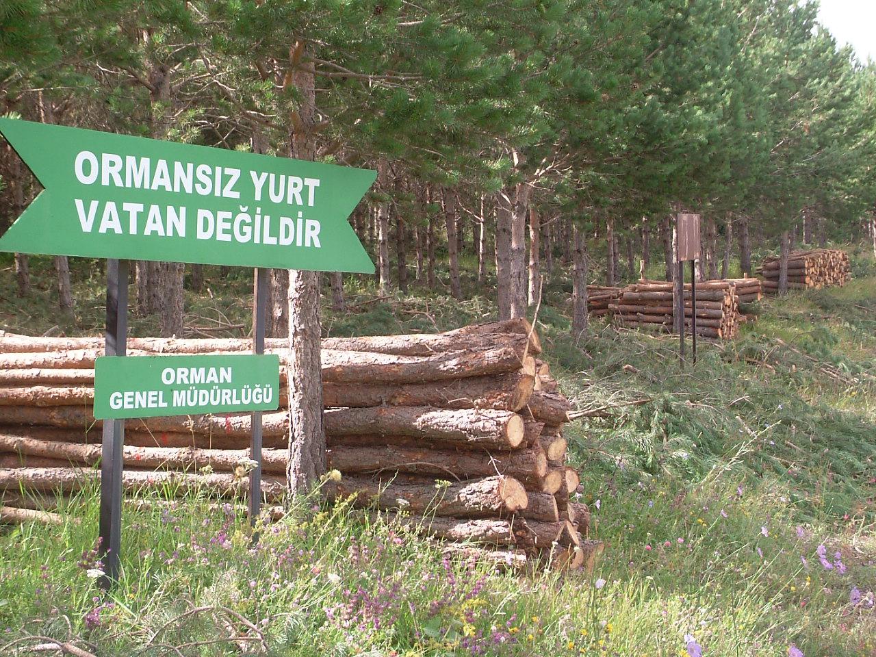Bu Katliamlara Kim Dur Diyecek?
