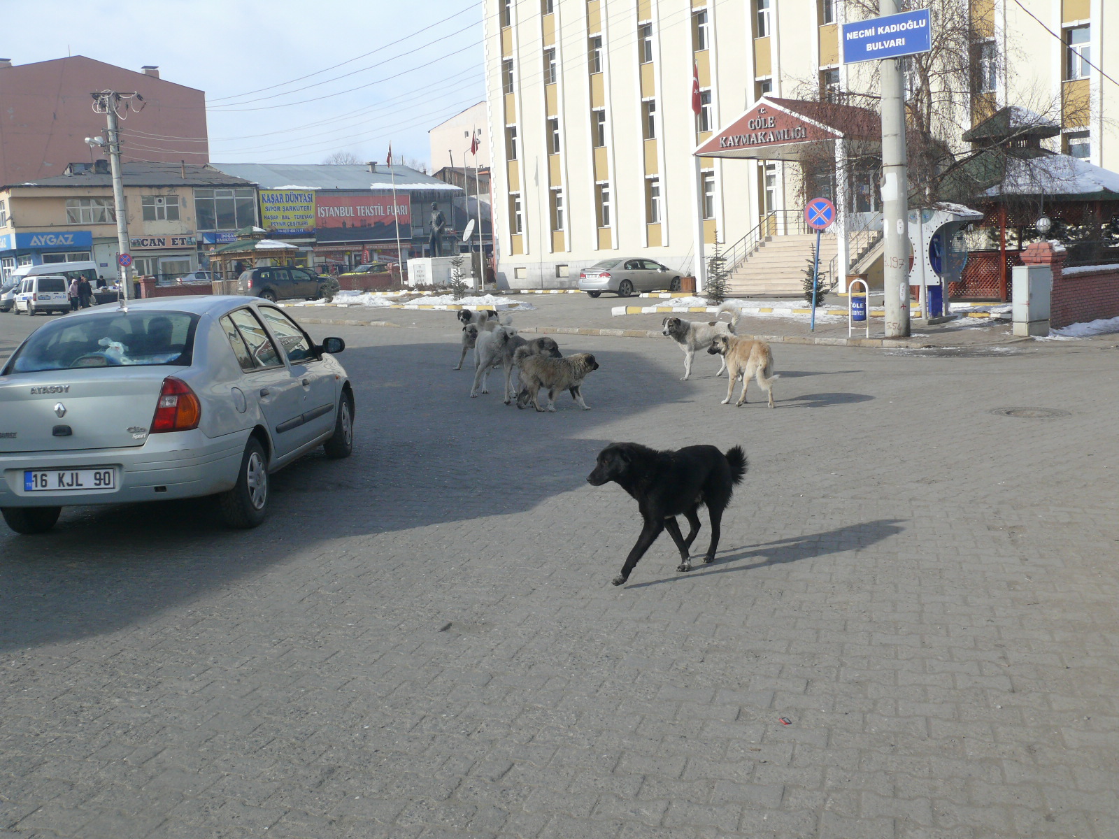 Sokak Köpekleri Kent Merkezinde Tehlike Saçıyor