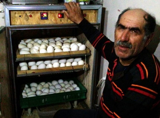 Kuluçka makinesiyle  yılda 2 bin civciv üretiyor