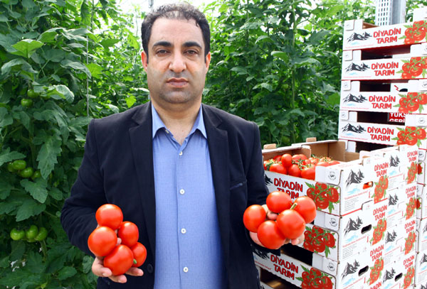 -35 derecede domates üretiyor