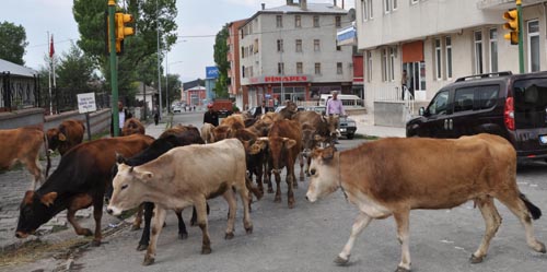Yıl 2010,Yer Ardahan: İl Merkezinin ortasından bir inek sürüsü Geçiyor
