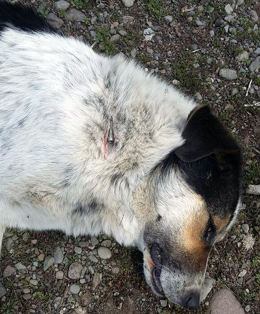 Gölede köpek katliamı iddiası