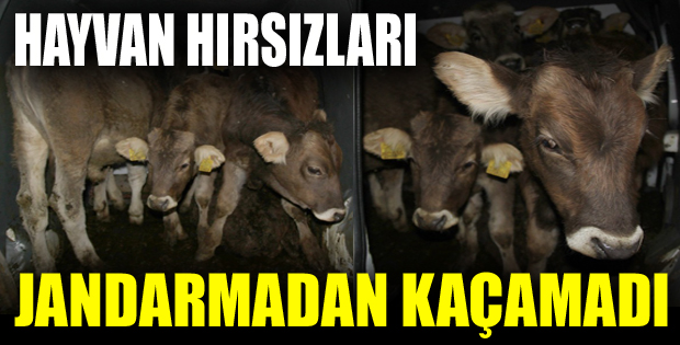 Şavşat'ta çaldılar, Ardahan'da yakalandılar